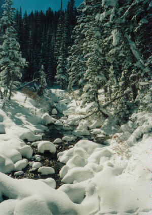 Hiking Red Pine in Winter.