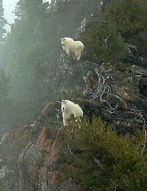 Mountain Goats on Devils Castle