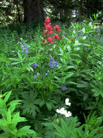 Wild flowers along the trail