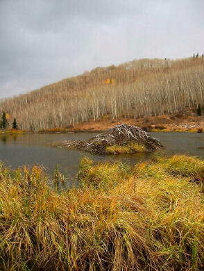 Beaver Lodge