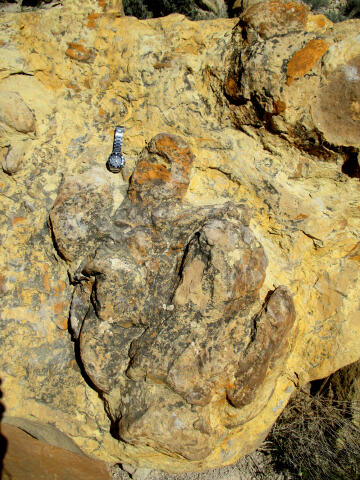 Parowan Gap Dinosaur Tracks